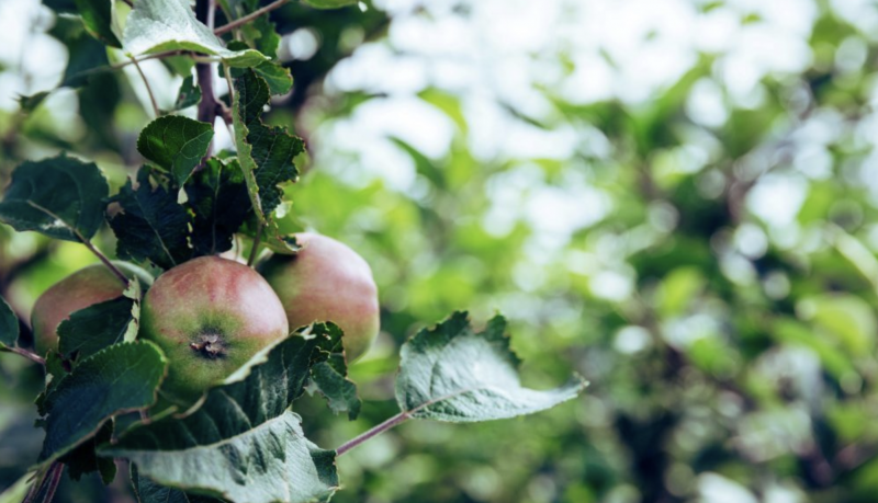 Il Giardino dimenticato